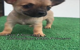 Chihuahua perros en venta: Chihuahua hembrita mini - Anuncio 1