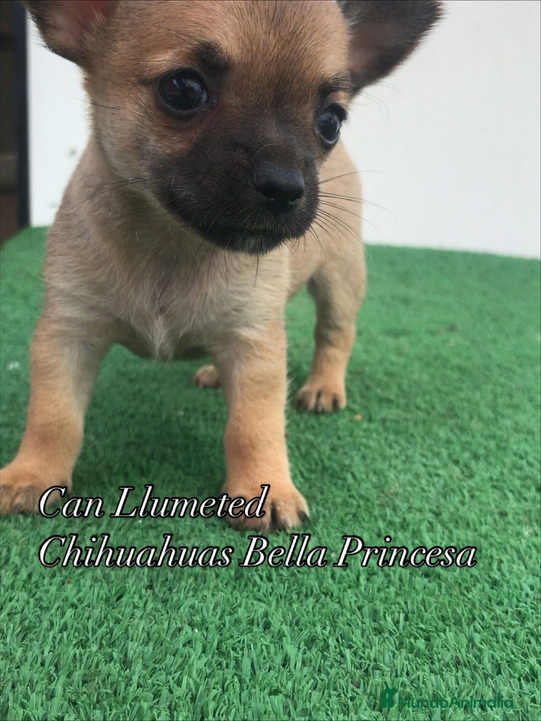 Chihuahua perros en venta: Chihuahua hembrita mini - Anuncio 1