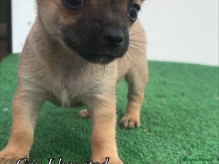 Chihuahua perros Chihuahua hembrita mini - Anuncio 1