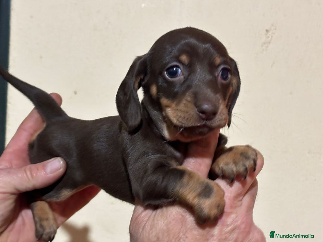 Teckel perros en venta: Teckel hembra chocolate  - Anuncio 3