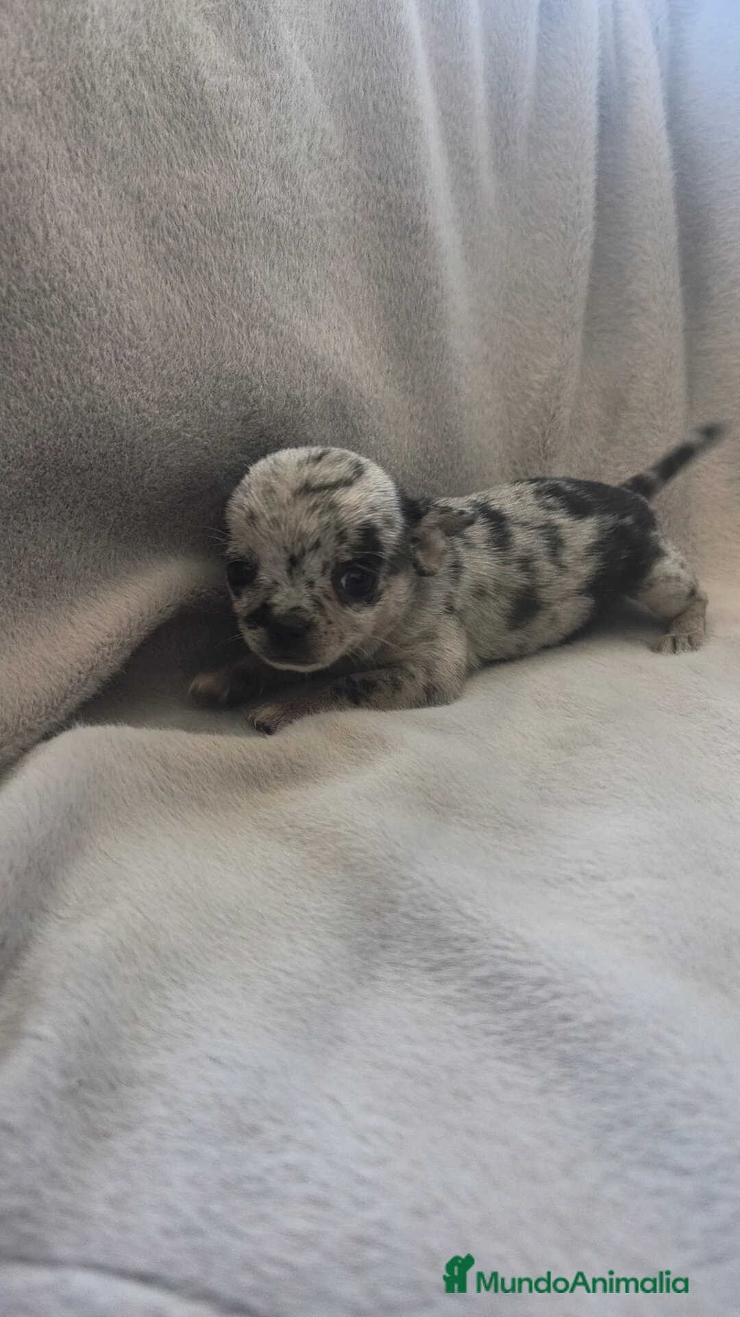 Chihuahua perros en venta: Chihuahua hembra Toy Merle de calidad  - Anuncio 2