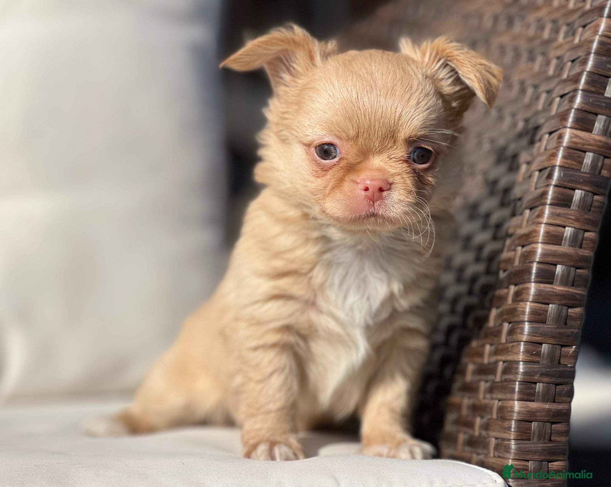 Chihuahua perros CHIHUAHUA PELO LARGO COLOR GOLD - Anuncio 7