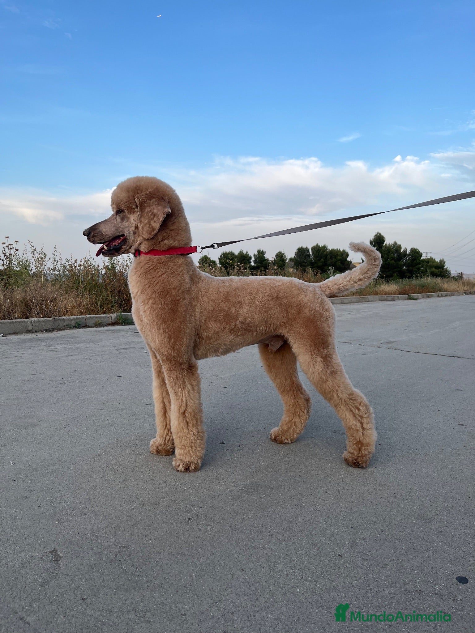 Caniche Gigante perros Caniche gigante  - Anuncio 1