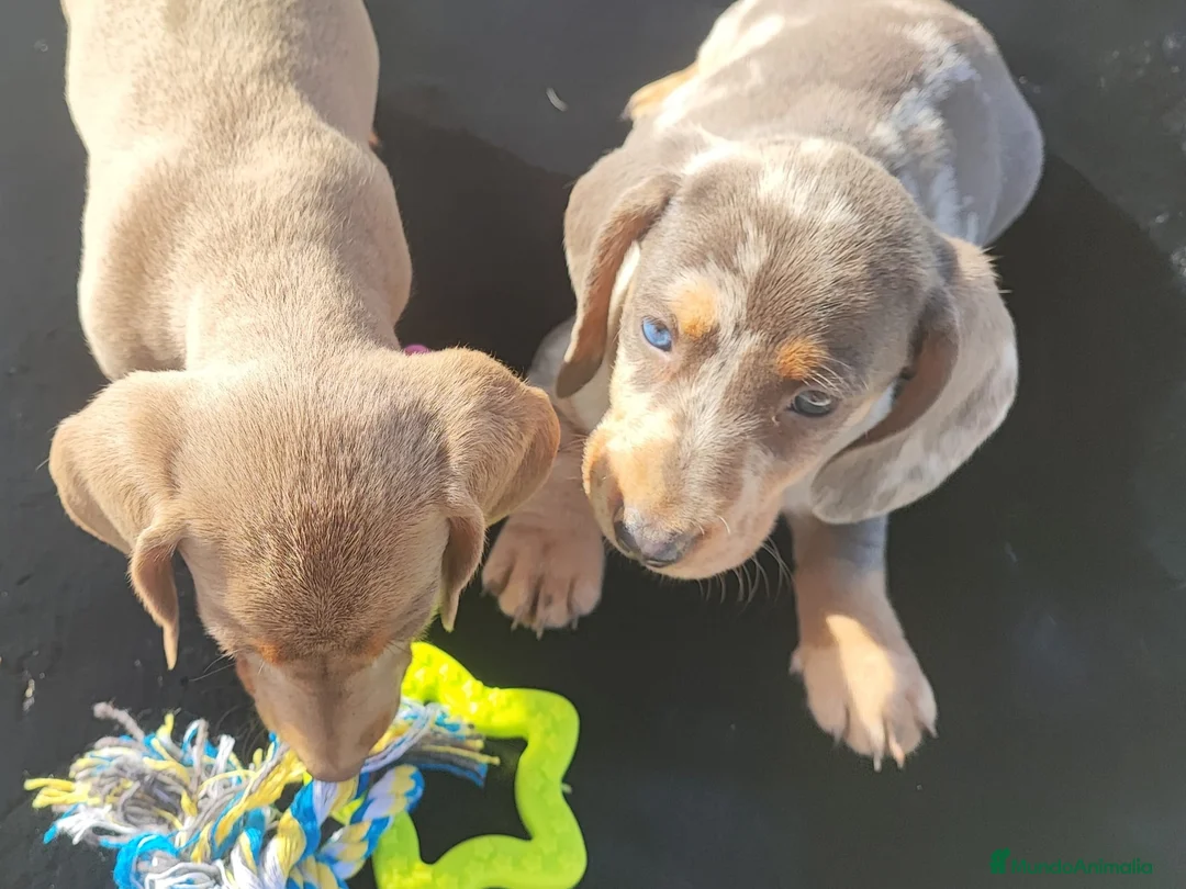 Teckel Miniatura perros en venta: TECKEL EXCLUSIVOS - Anuncio 2