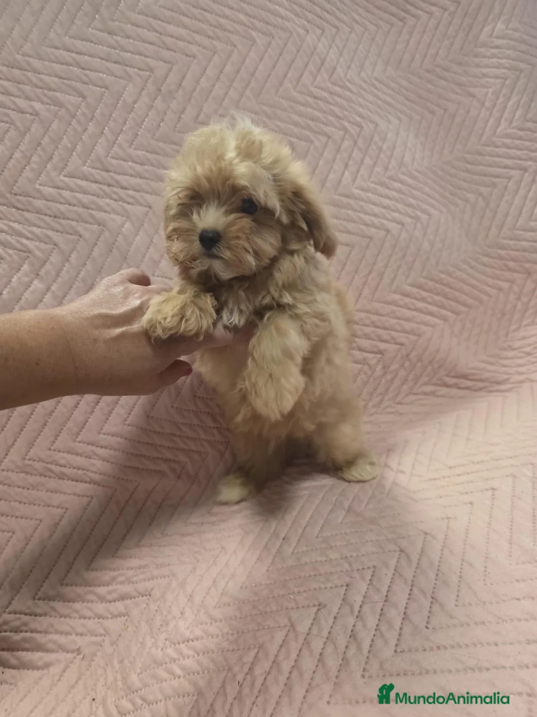 Maltipoo perros en venta: Maltipoo asiático toy  - Anuncio 2