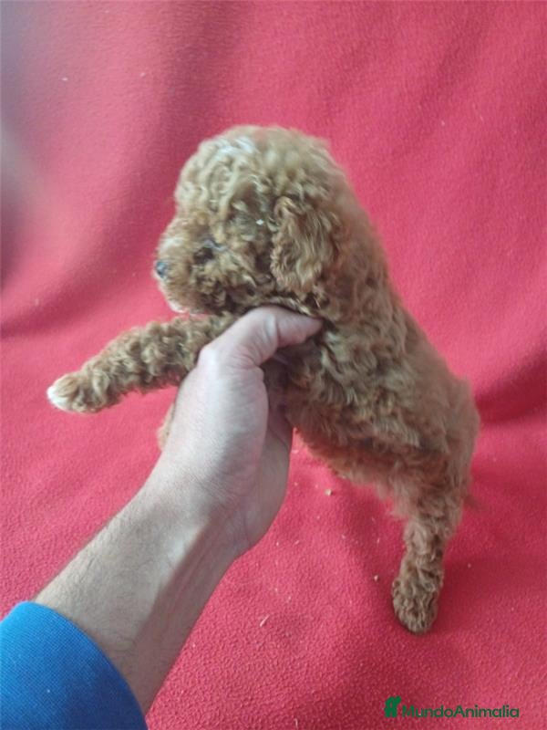 Caniche Enano perros Caniche Mini  - Anuncio 2