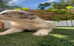 Border Collie perros en venta: BORDER COLLIE HEMBRA RED MERLE - Imagen 16