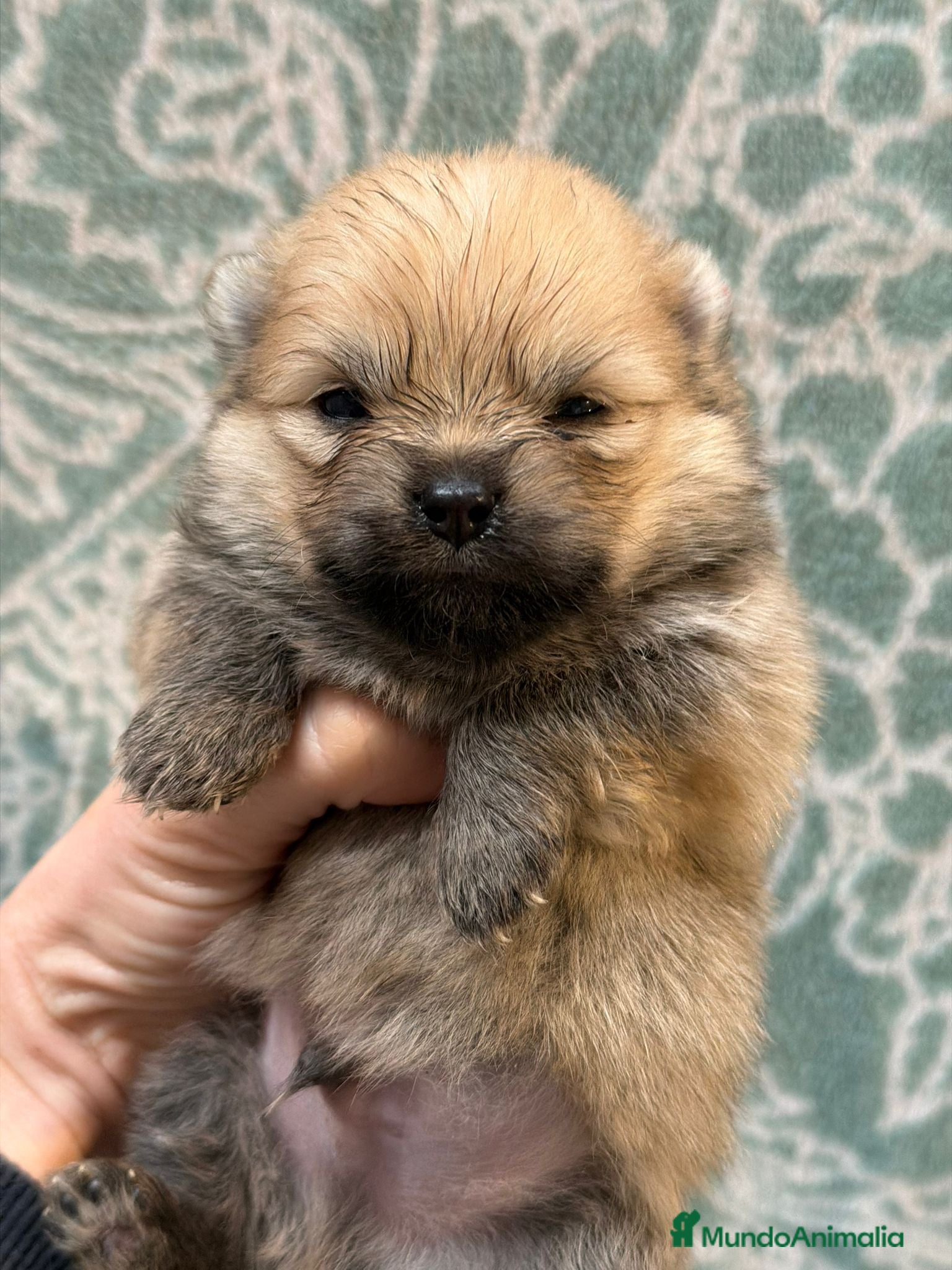 Pomerania perros POMERANIA - Anuncio 2