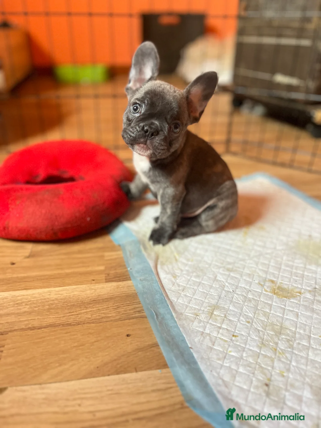 Bulldog Francés perros en venta: Bebés Criados en Familia con Amor y Respeto" - Anuncio 4