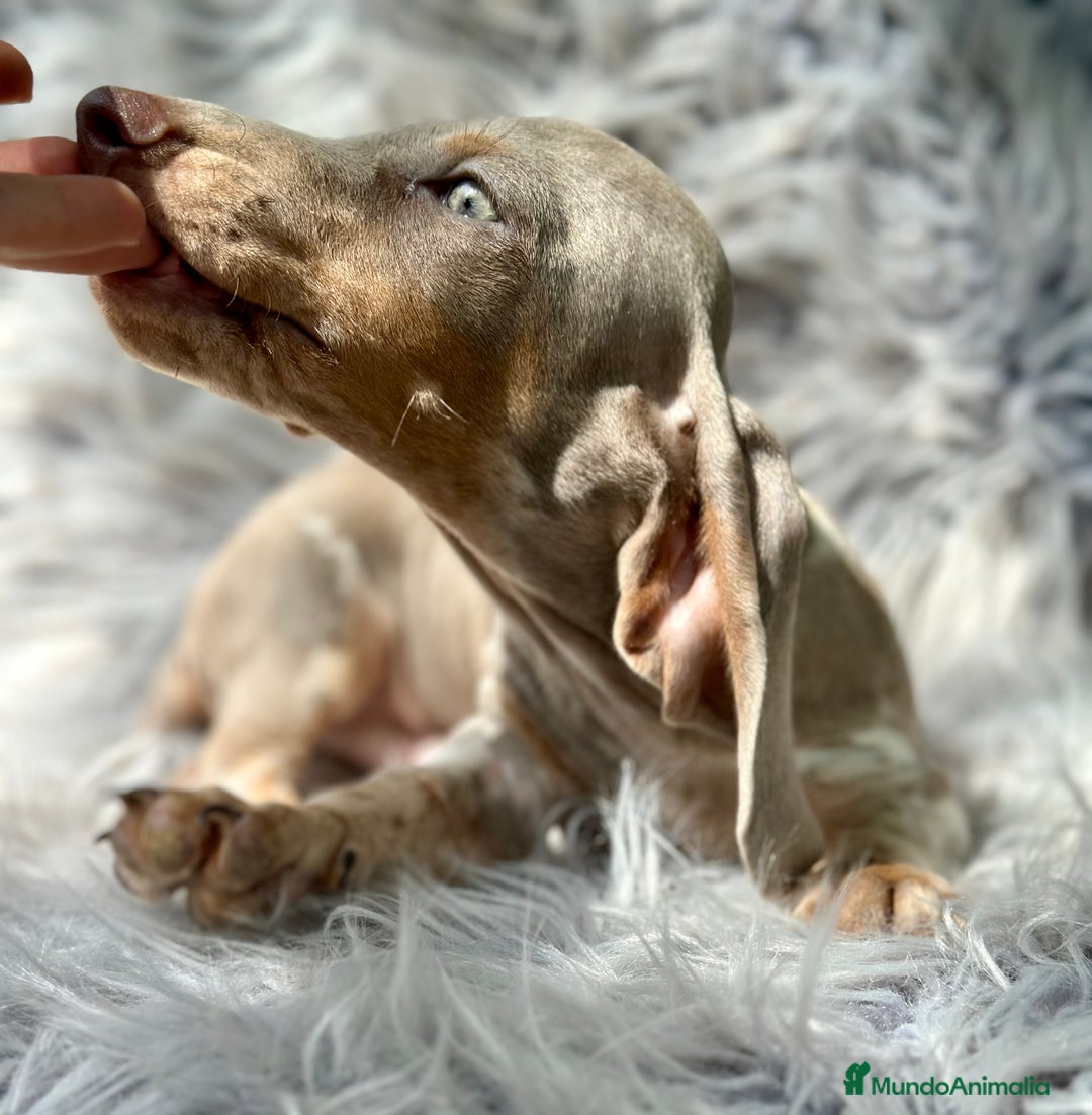 Teckel Miniatura perros en venta: TECKEL MINIATURA CAMADA DISPONIBLE - Imagen 7