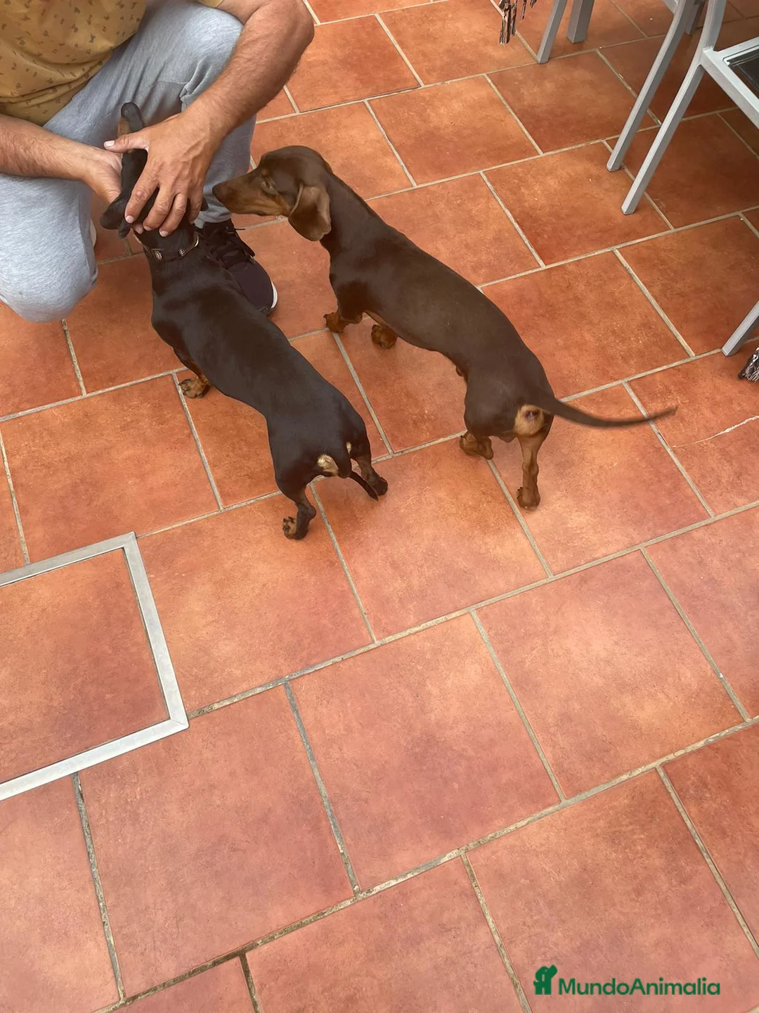 Teckel perros para monta: Teckel chocolate mini para montas en Sevilla - Anuncio 4