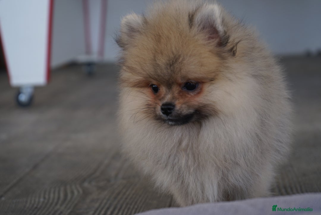 Pomerania perros en venta: 🔥 Sparky – Pomerania Mini Toy rojo 🐾 - Imagen 6