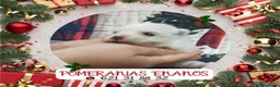 Pomerania perros en venta: IMPRESIONANTES POMERANIA MACHOS Y HEMBRAS - Anuncio 13