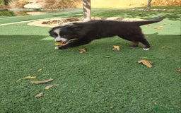 Pastor Australiano perros en venta: PASTOR AUSTRALIANO MINI - Anuncio 3