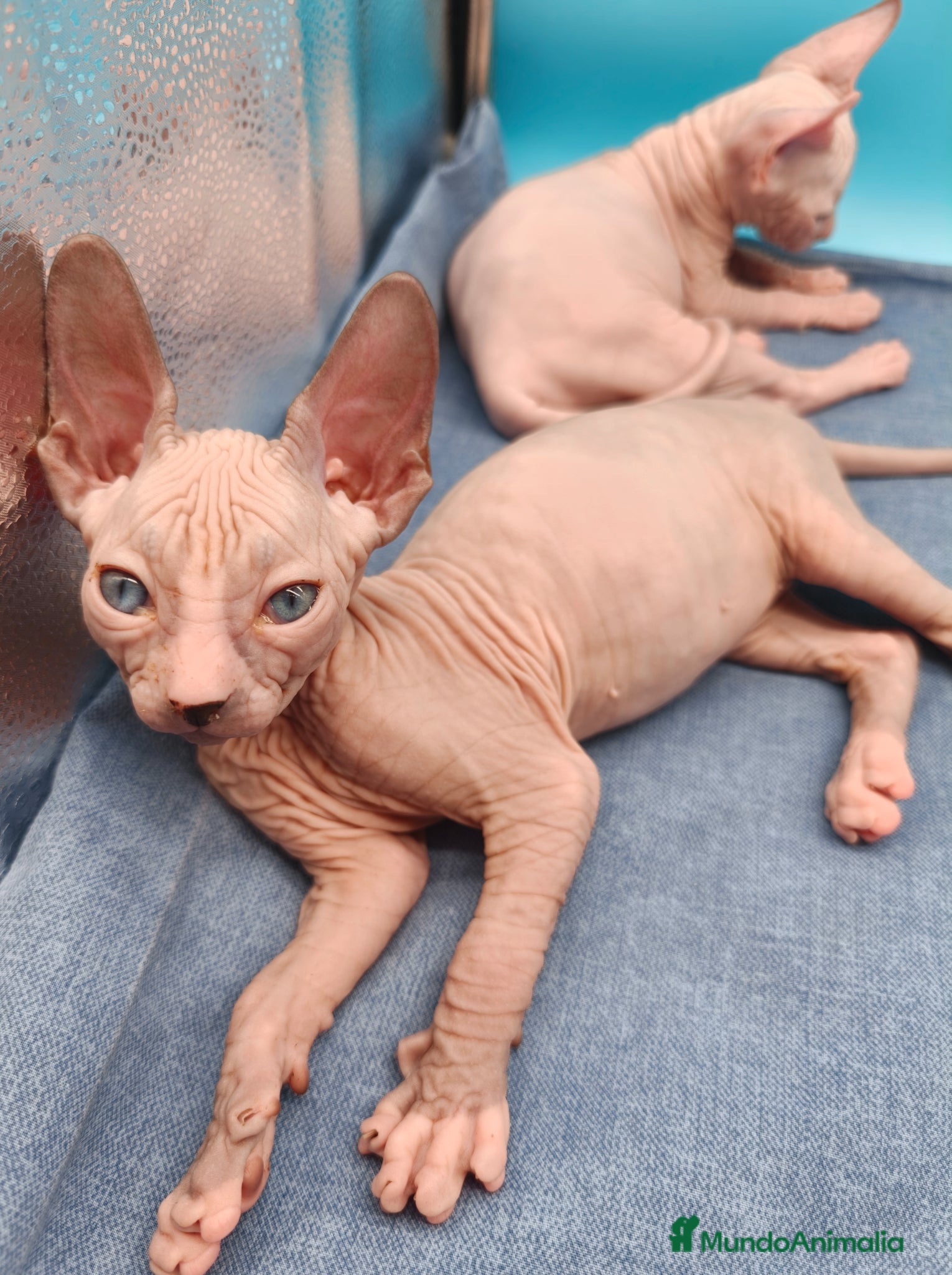 Sphynx gatos Precioso machito bicolor  - Anuncio 2