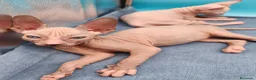 Sphynx gatos en venta: Precioso machito bicolor  - Anuncio 1