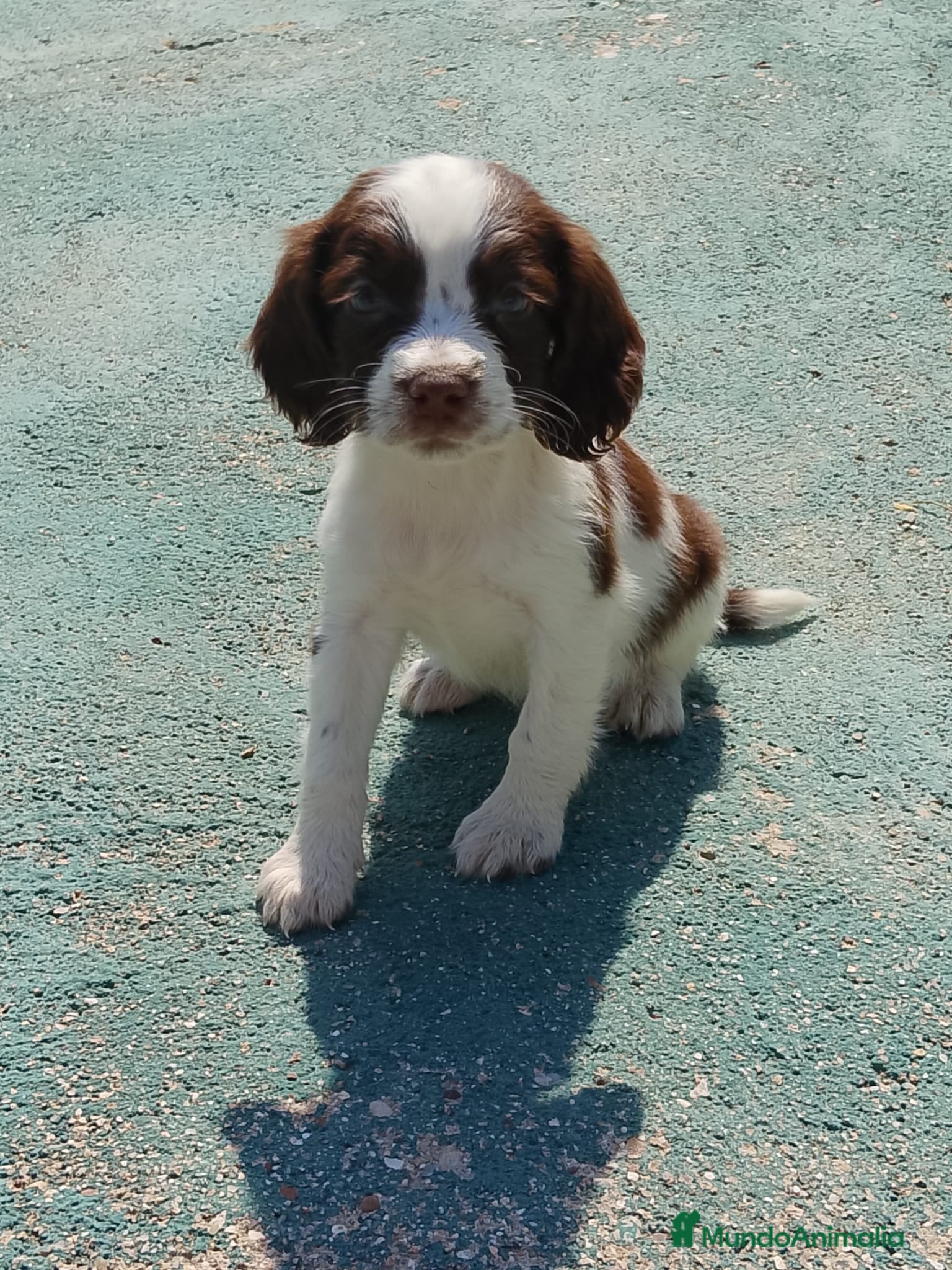 English Springer Spaniel perros Springer spaniel inglés - Anuncio 1