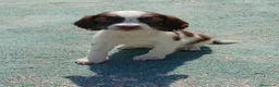 English Springer Spaniel perros en venta: Springer spaniel inglés - Anuncio 1