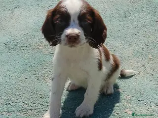 English Springer Spaniel perros Springer spaniel inglés - Anuncio 2