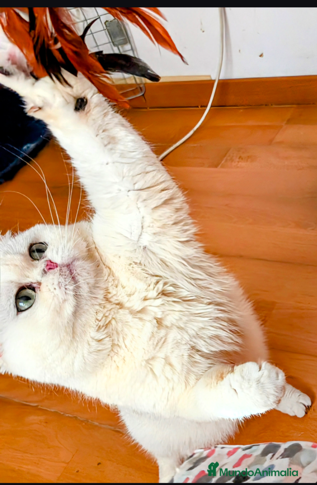 Británico de Pelo Corto gatos en adopcion: Gem, british shorthair golden Sunshine en adopción - Anuncio 4