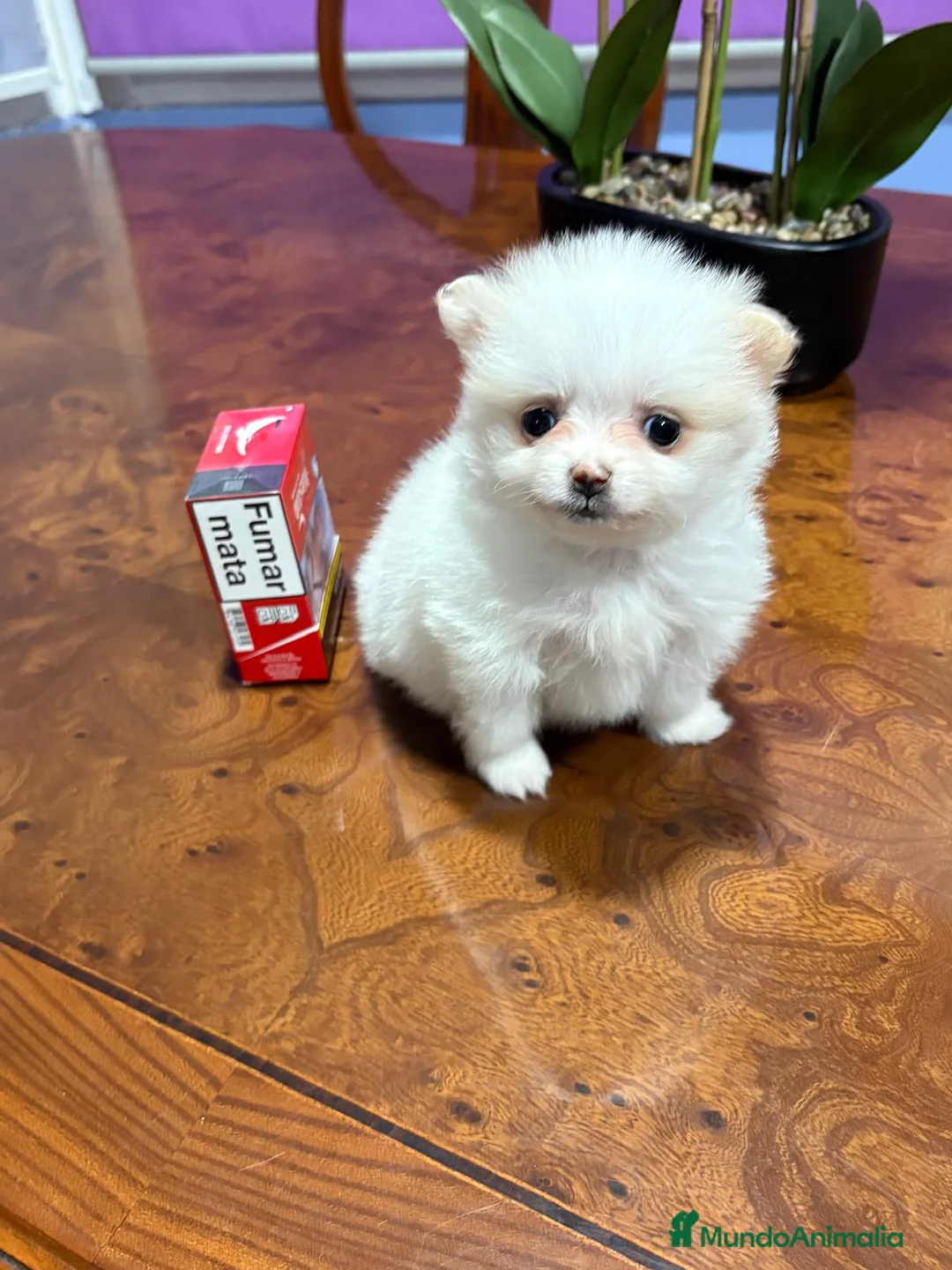Pomerania perros en venta: Lulu de Pomerania mini toy hembra blanca naranja - Anuncio 18