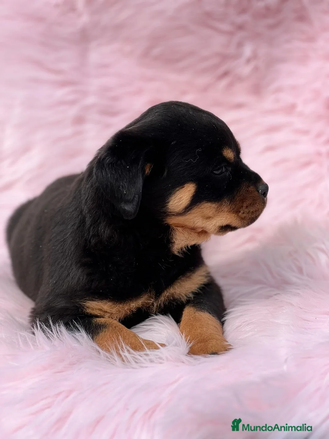 Rottweiler perros en venta: Rottweiler  en Barcelona - Anuncio 2