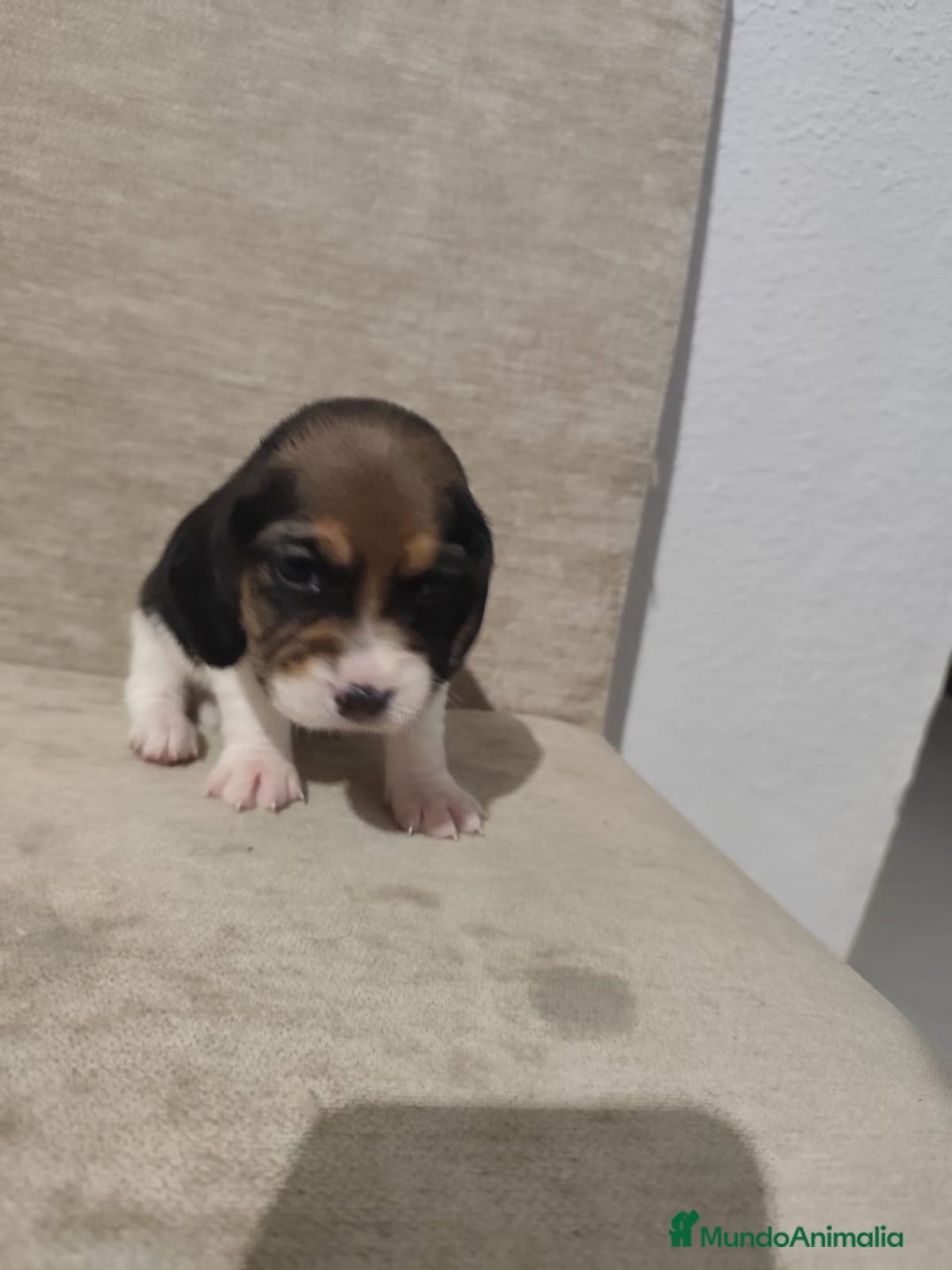 Beagle perros en venta: BEAGLES - Anuncio 9