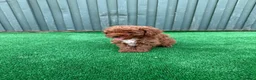 Caniche Toy perros en venta: caniche toy  - Anuncio 8
