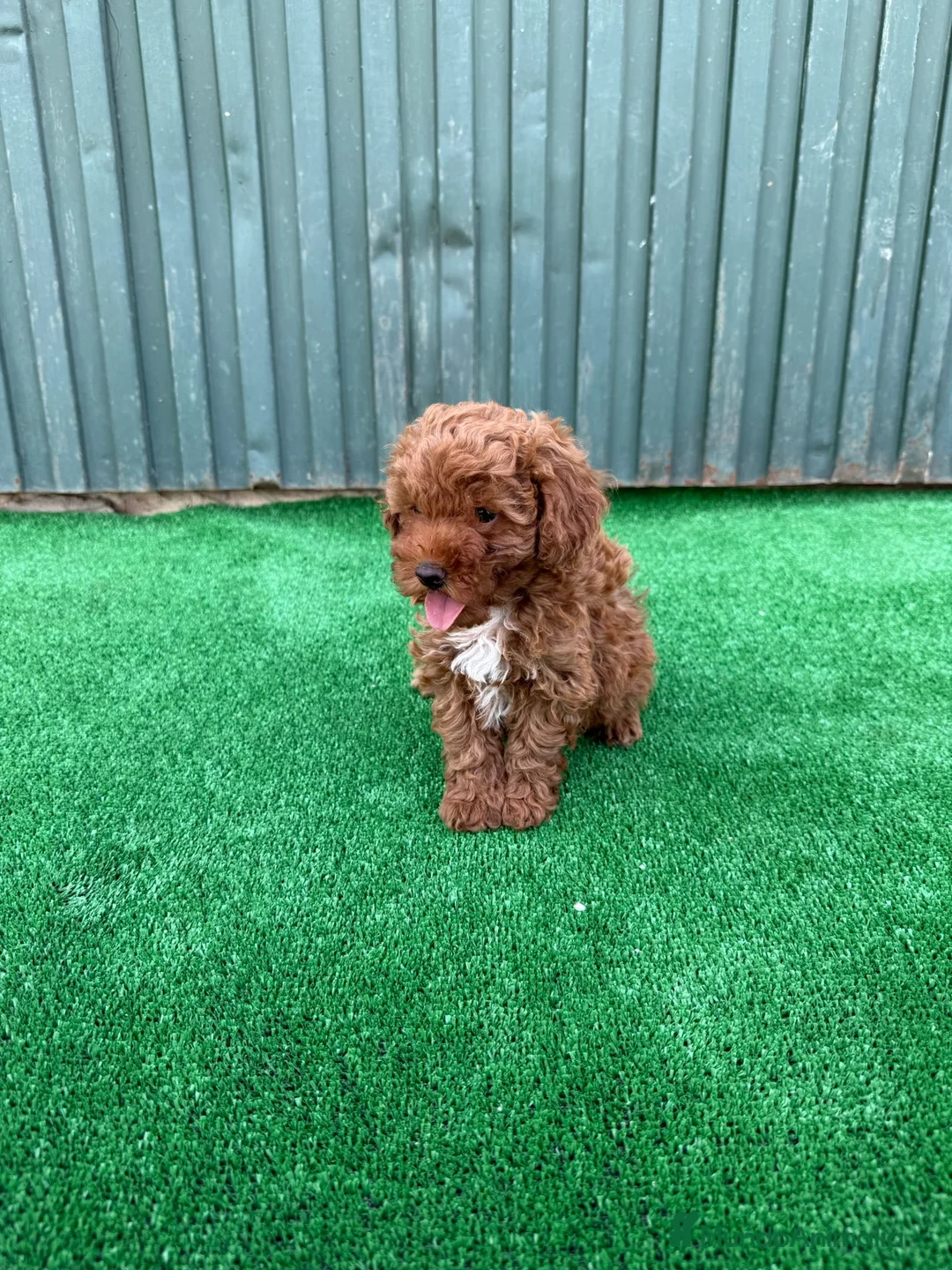 Caniche Toy perros en venta: caniche toy  - Anuncio 8