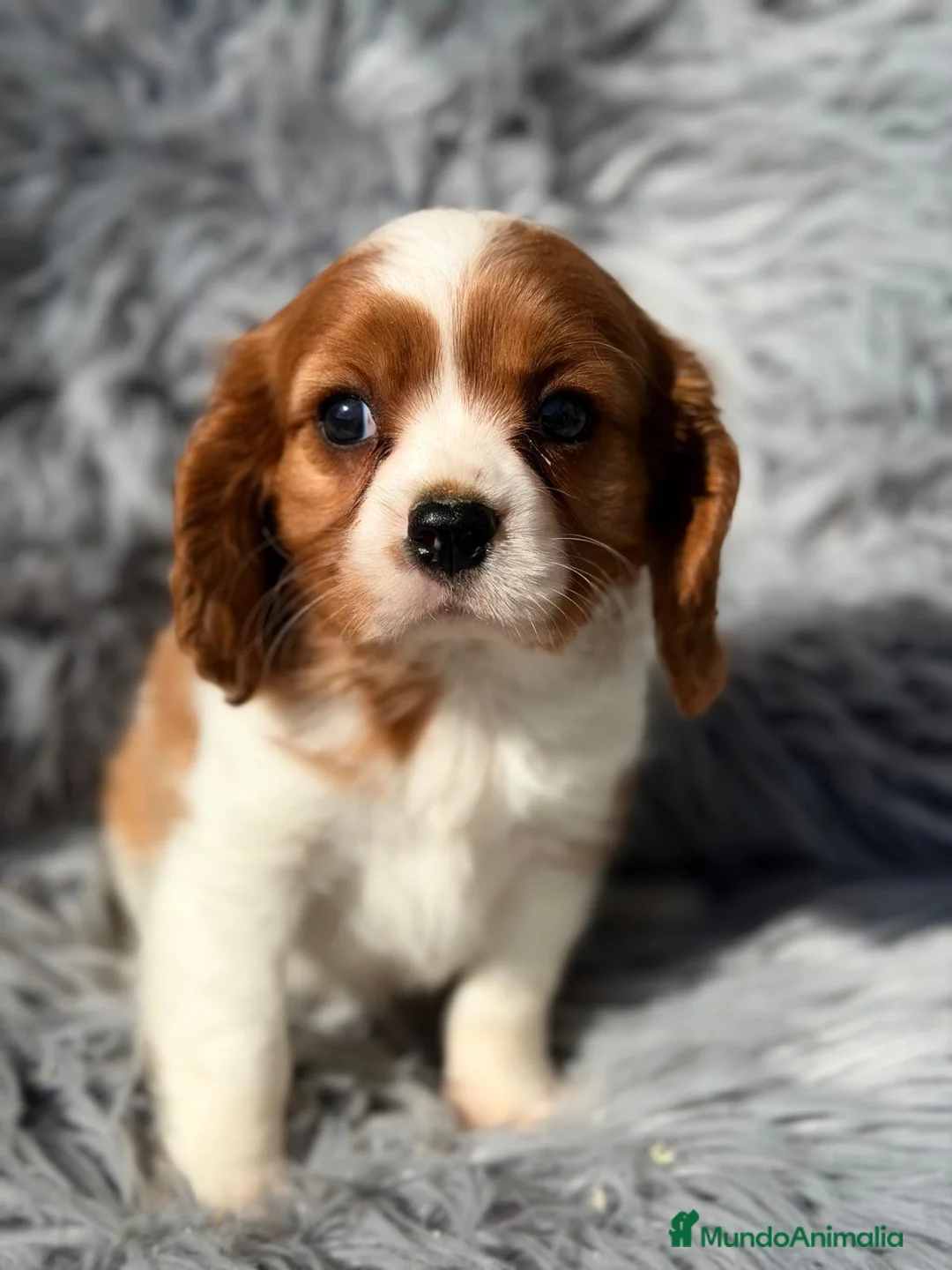 Cavalier King Charles Spaniel perros en venta: CAVALIER BLENHEIM  - Anuncio 7