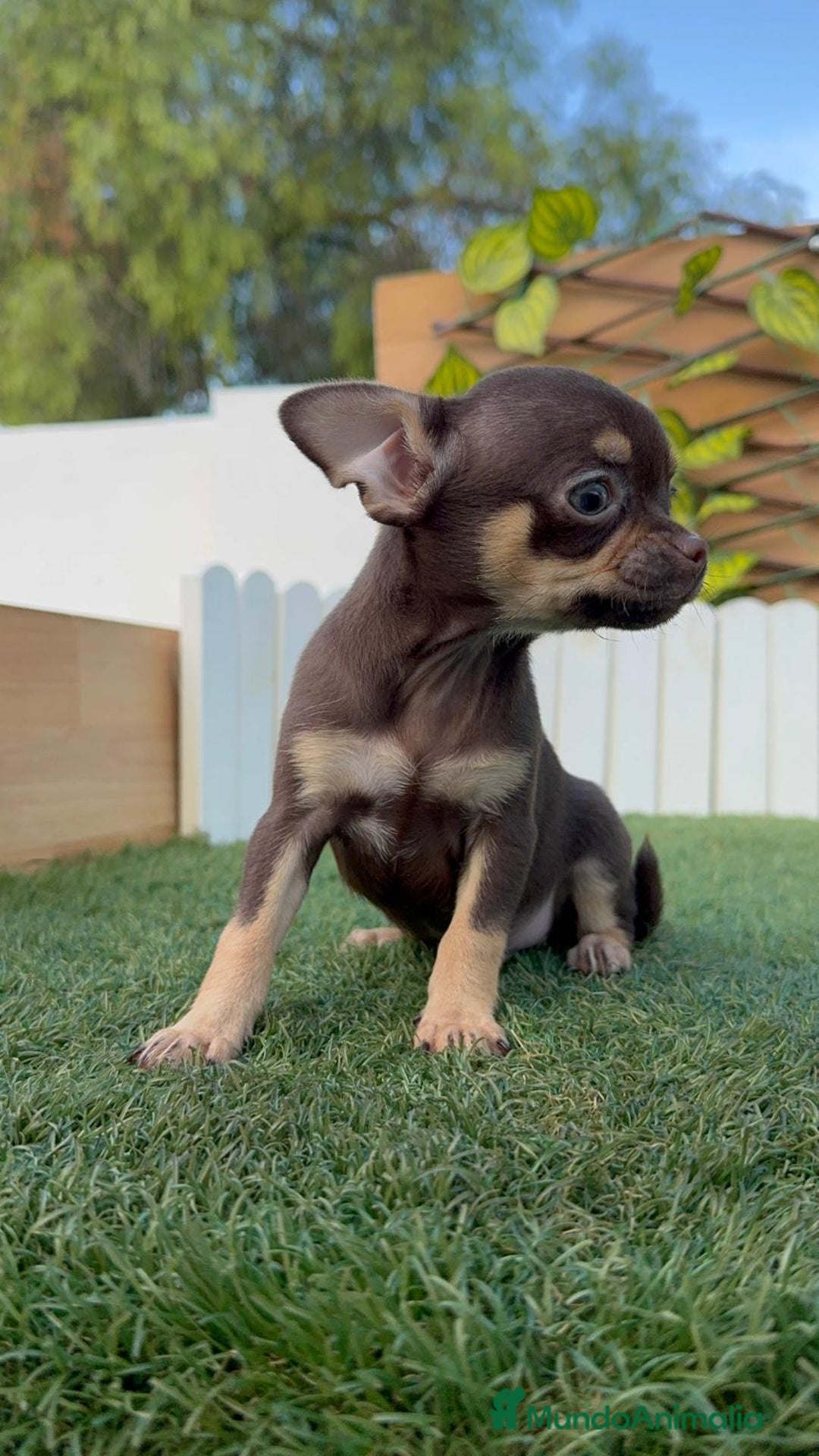 Chihuahua perros en venta: CHIHUAHUA MACHO - Imagen 11