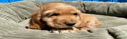 Cocker Spaniel Inglés perros en venta: CACHORRO COCKER SPANIEL INGLÉS - Anuncio 4