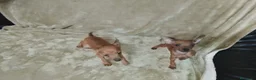 Pinscher Miniatura perros en venta: Pinscher miniatura rojos🐶🐾🔥 - Anuncio 4