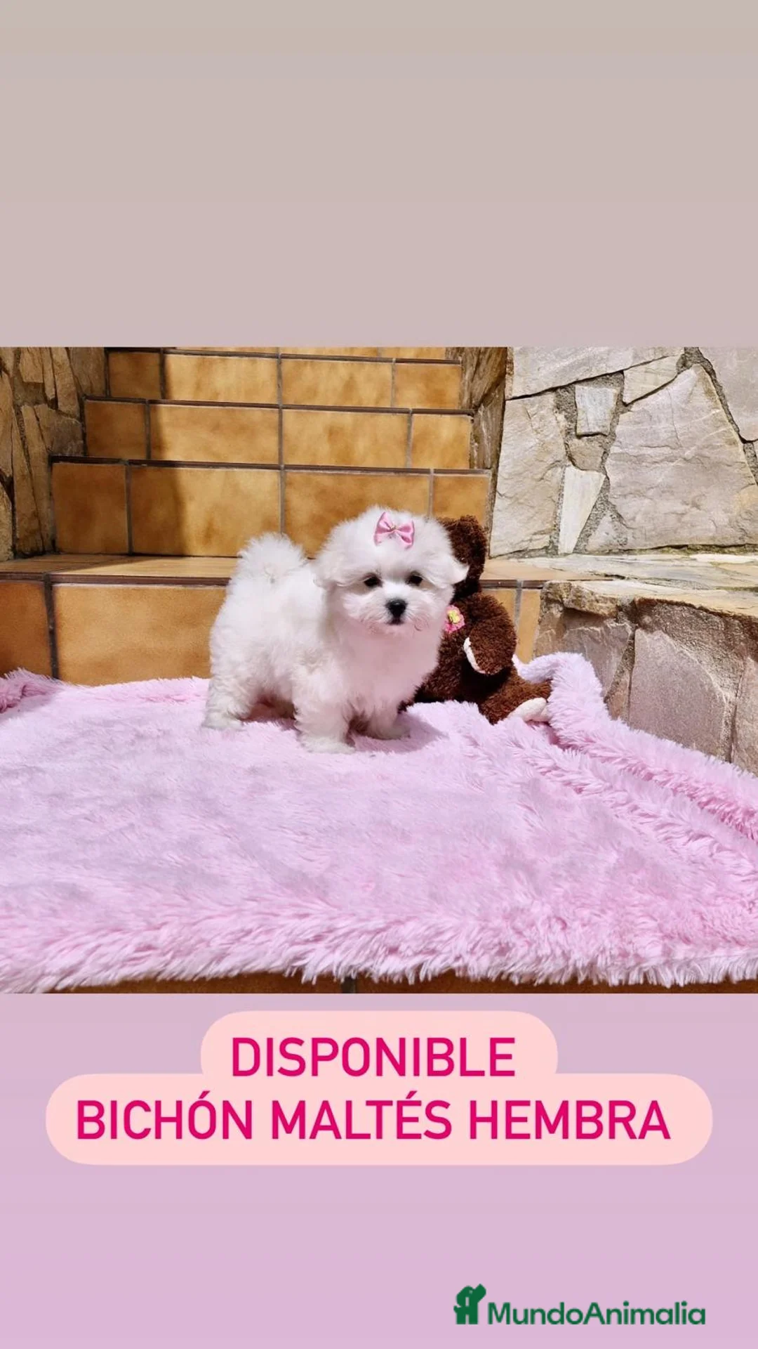 Bichón Maltés perros en venta: Bichón maltés  en Barcelona - Anuncio 3