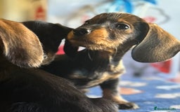 Teckel perros en venta: Teckel  - Imagen 2