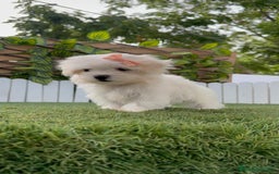 Bichón Maltés perros en venta: BICHON MALTES HEMBRA ENVIO A TODA ESPAÑA - Imagen 1