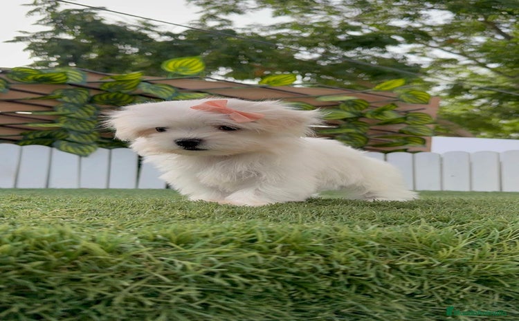Bichón Maltés perros - Propaganda 1