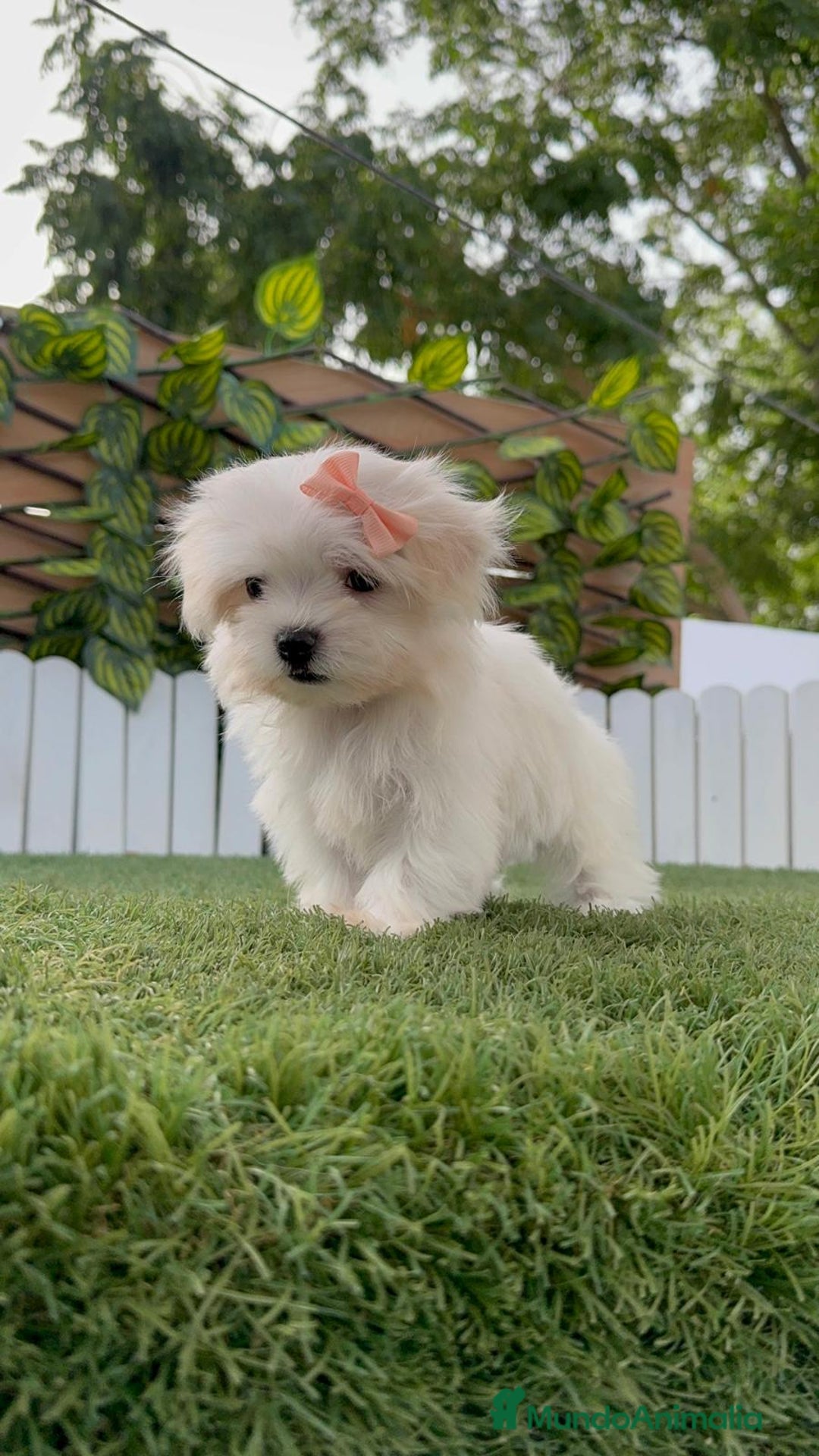 Bichón Maltés perros en venta: BICHON MALTES HEMBRA ENVIO A TODA ESPAÑA - Imagen 1