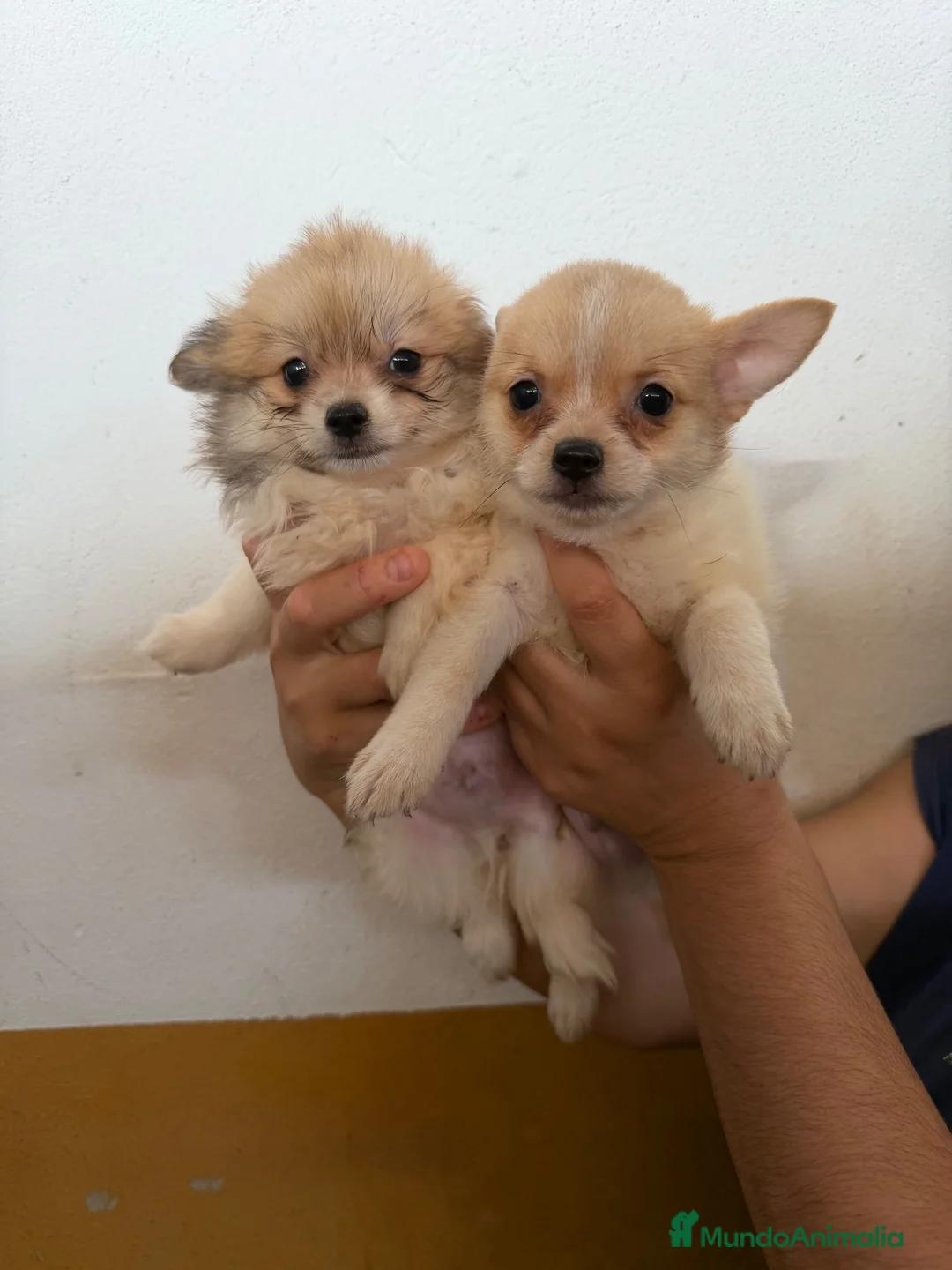 Pomchi perros en venta: Ponchis de calidad - Anuncio 1