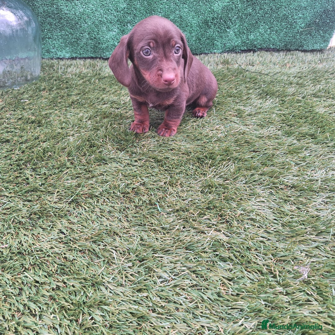 Teckel Miniatura perros en venta: TECKEL MINIATURA & KANNINCHEN CHOCOLATE  - Anuncio 1