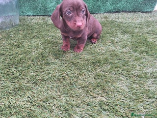 Teckel Miniatura perros TECKEL MINIATURA & KANNINCHEN CHOCOLATE - Anuncio 1