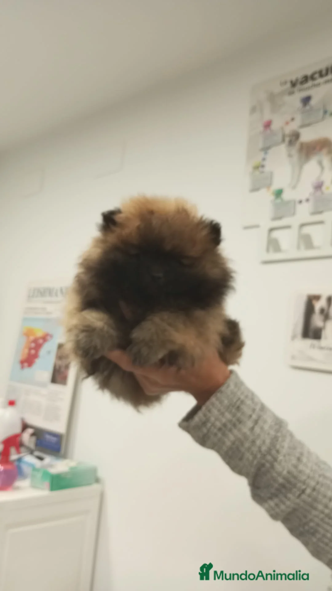 Pomerania perros en venta: Pomerania de Lulú en Badajoz - Anuncio 4