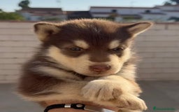 Husky Siberiano perros en venta: Husky siberiano - Imagen 1