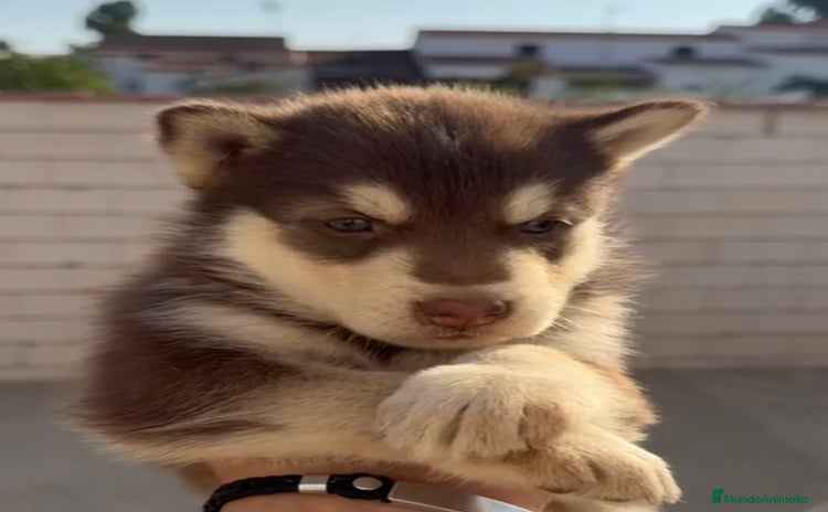 Husky Siberiano perros - Anuncio 1