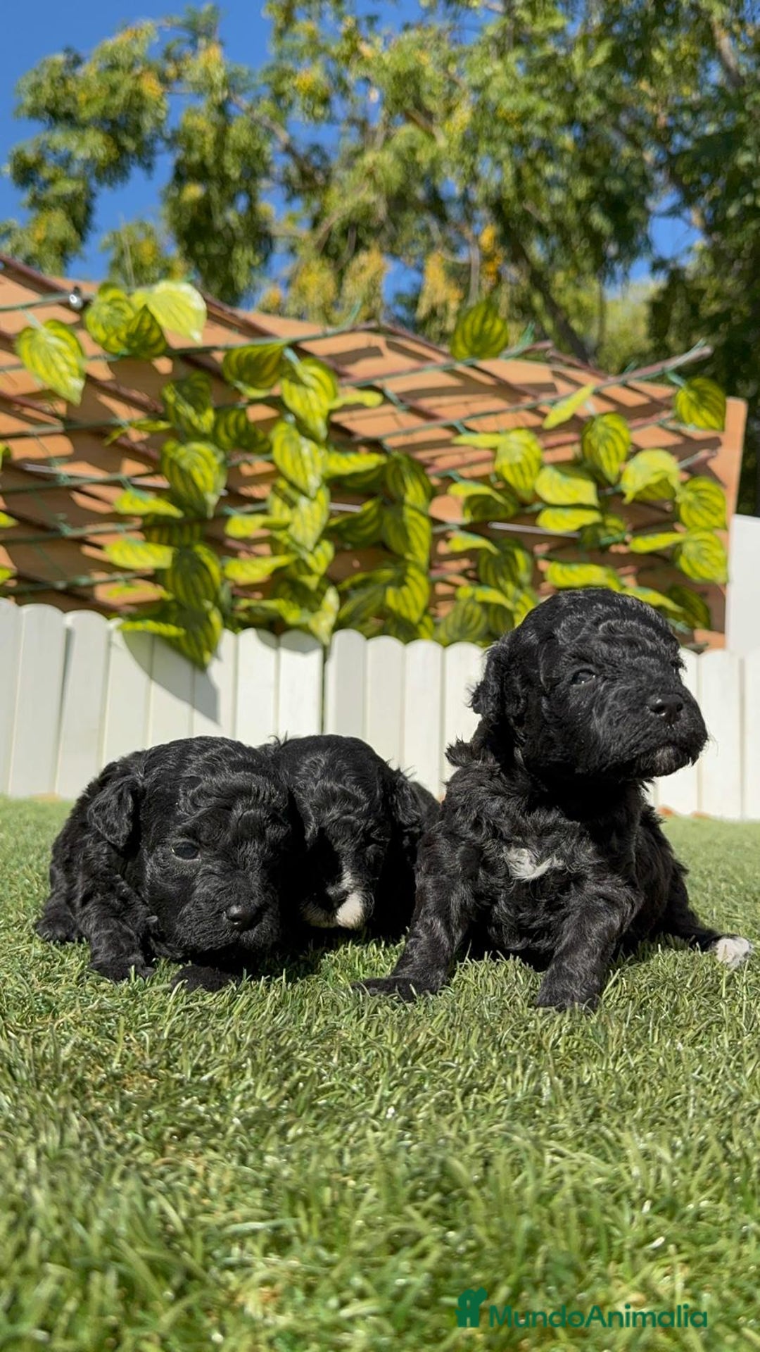 Caniche Toy perros en venta: CANICHE TOY - Imagen 5