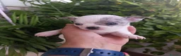Chihuahua perros en venta: Chihuahua  - Anuncio 6
