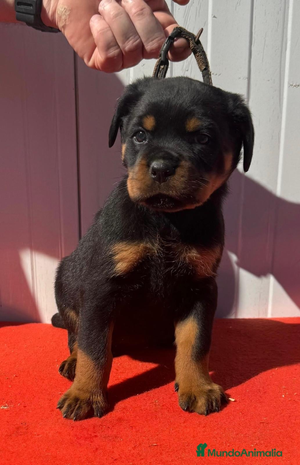 Rottweiler perros en venta: Rottweiler  - Anuncio 3