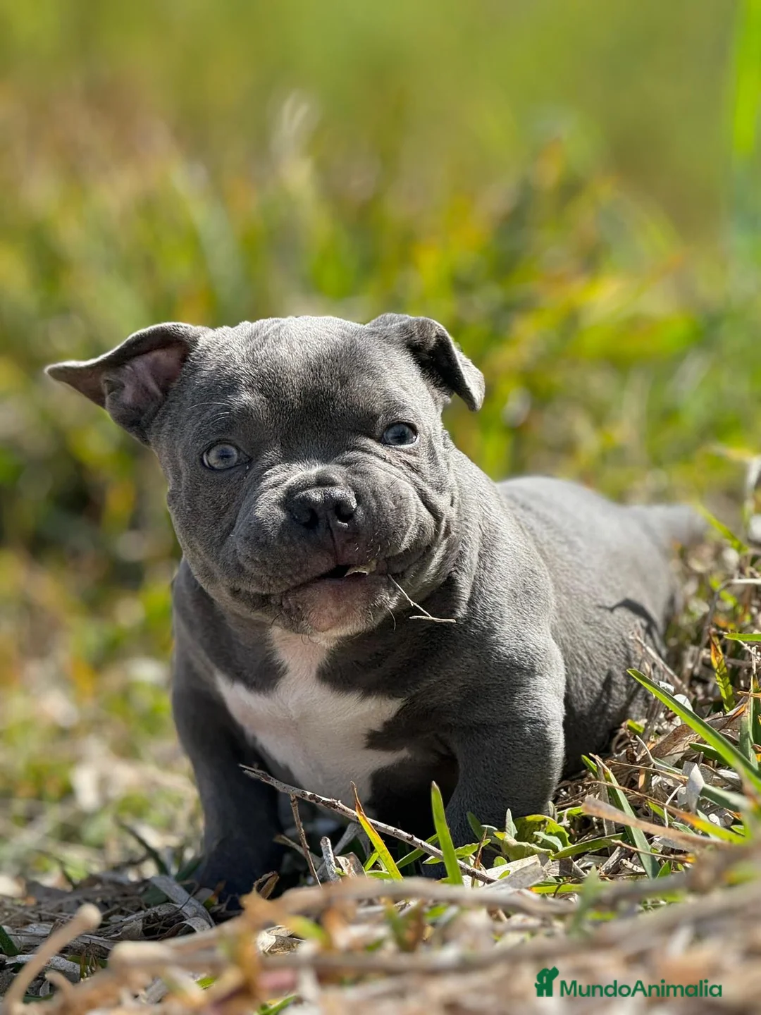 American Bully perros en venta: American Bully  en Illes Balears - Anuncio 2