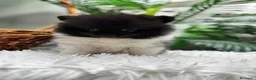 Pomerania perros en venta: POMERANIA - Anuncio 11