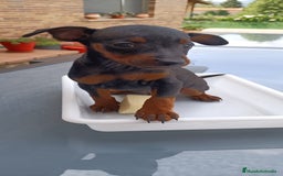 Pinscher Miniatura perros en venta: Pinscher Miniatura  - Imagen 8